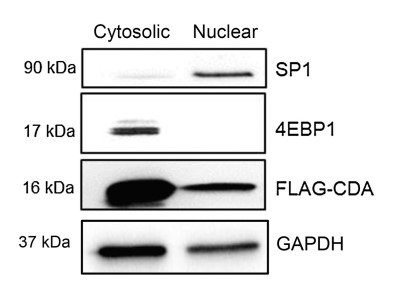 Western blot analysis of FLAG-CDA.jpg